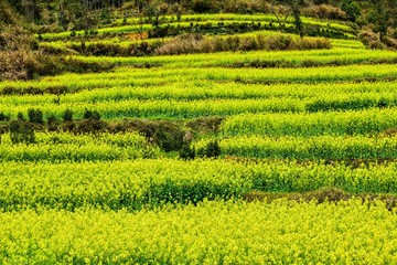 Rape rape terrace in Wuyuan, Shangrao, Jiangxi, China