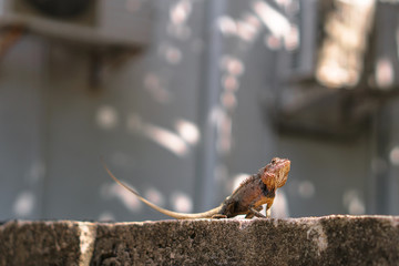 Chameleon on a concrete wall is disguised as an environment. Lizard in Asia is a pet. Stock photo background