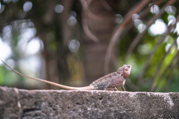 Chameleon on a concrete wall is disguised as an environment. Lizard in Asia is a pet. Stock photo background