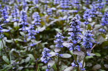 Closeup ajuga reptans - purple blue flower with blurred background in garden