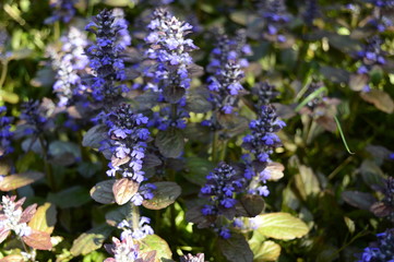 Closeup ajuga reptans - purple blue flower with blurred background in garden