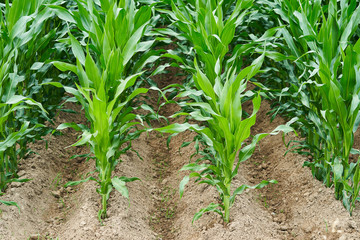 Obraz premium young plants in the garden