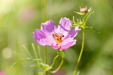 Obraz premium コスモスの花粉を集める蜂