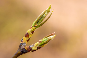Spring flowering landscape of pear trees in Qianxi, Hebei, China