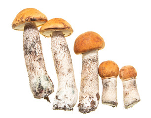 forest mushrooms against white background