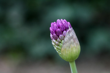 chive blossoms with green background and shadows