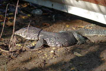 Varan on nature in Asia. Lizard in the open air in Sri Lanka. Stock photo landscape