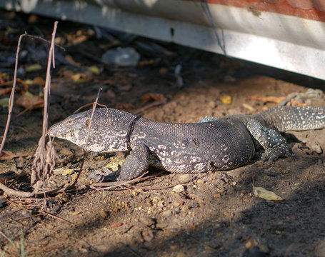 Varan on nature in Asia. Lizard in the open air in Sri Lanka. Stock photo landscape