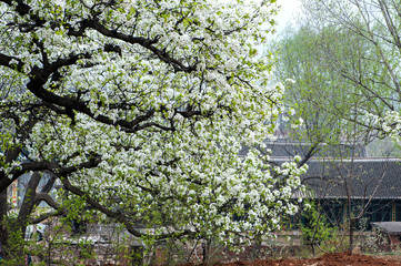 Spring flowering landscape of pear trees in Qianxi, Hebei, China