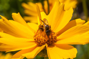 A bee on a blossom of coneflowers (rudbeckia)