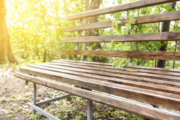 Wooden bench in forest on spring day