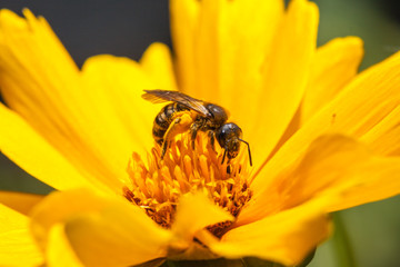 A bee on a blossom of coneflowers (rudbeckia)