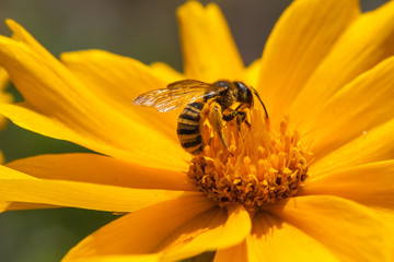 A bee on a blossom of coneflowers (rudbeckia)