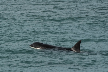 Fototapeta premium Orca ,Peninsula Valdes, Patagonia Argentina