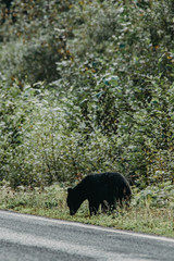 Black bear eating gras along the Cassiar Highway in Canada