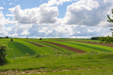 View of the Fields and Agricultural Parcel. plantation, harvesting, green heels, potato