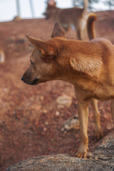Beautiful dogs on a beautiful lawn play. Puppy runs with his mother outdoors. Pets are walking free.