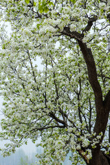 Spring flowering landscape of pear trees in Qianxi, Hebei, China