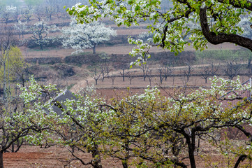 Spring flowering landscape of pear trees in Qianxi, Hebei, China