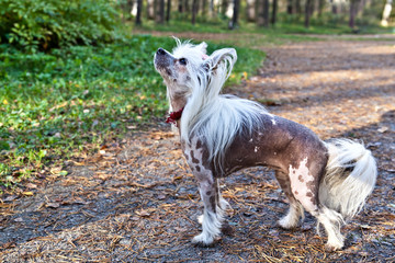 Naklejka na ściany i meble Dog breed Chinese Crested Hairless dog in autumn park