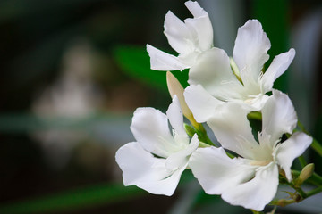 Blooming white flowers, a cluster of white flowers