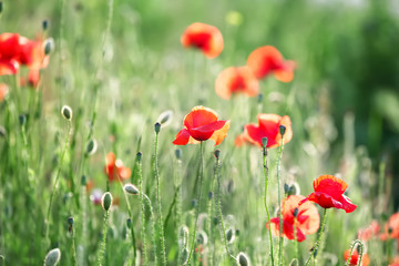 Beautiful red poppy flowers in green field