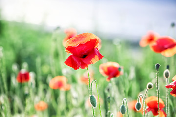 Beautiful red poppy flowers in green field