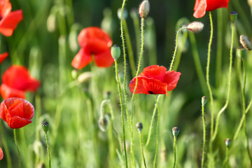 Naklejka premium Beautiful red poppy flowers in green field