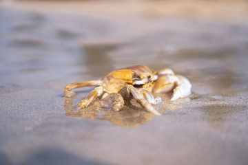 Crab on the beach of the sea is crawling in the sand. Asia and its nature.