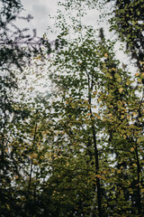 Leaves