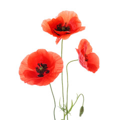 Beautiful red poppy flowers on white background