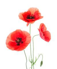 Obraz premium Piękne czerwone kwiaty maku na białym tle