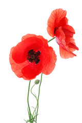 Beautiful red poppy flowers on white background