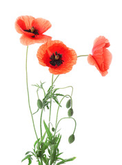 Beautiful red poppy flowers on white background