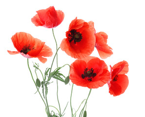 Select Size-Customize Printed Glass Splashback for Kitchen-Poppies Flowers