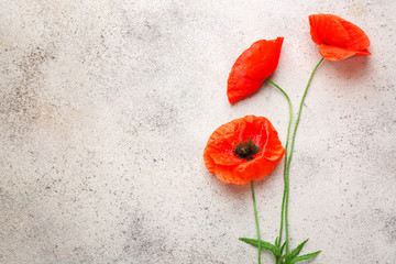Beautiful red poppy flowers on light background
