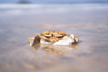 Crab on the beach of the sea is crawling in the sand. Asia and its nature.
