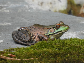 Frog
