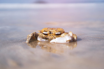 Crab on the beach of the sea is crawling in the sand. Asia and its nature.
