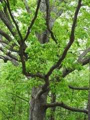 Fototapeta na wymiar Old Tree