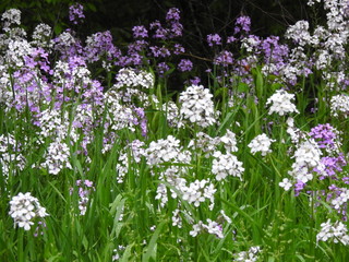 Fototapeta premium Wild Phlox