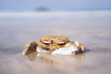 Crab on the beach of the sea is crawling in the sand. Asia and its nature.