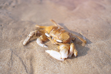 Crab on the beach of the sea is crawling in the sand. Asia and its nature.