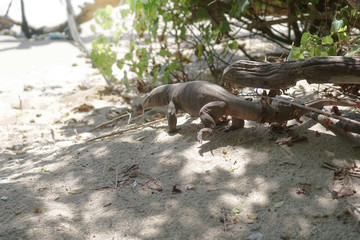 Varan on nature in Asia. Lizard in the open air in Sri Lanka. Stock photo landscape