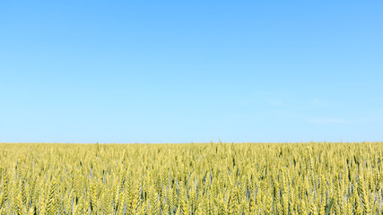 young wheat field against the sky