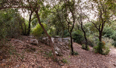 Impassable  thickets in the Hanita forest in northern Israel, in the rays of the setting sun