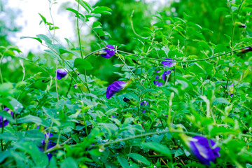 Butterfly Pea Flowers after rain