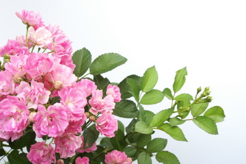 ピンクのミニバラ - Pink rose flowers