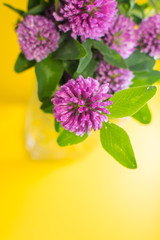 clover flowers on yellow background. vectical.