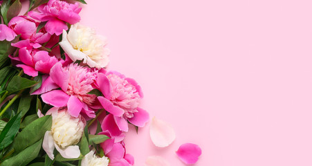 Beautiful peony flowers on color background